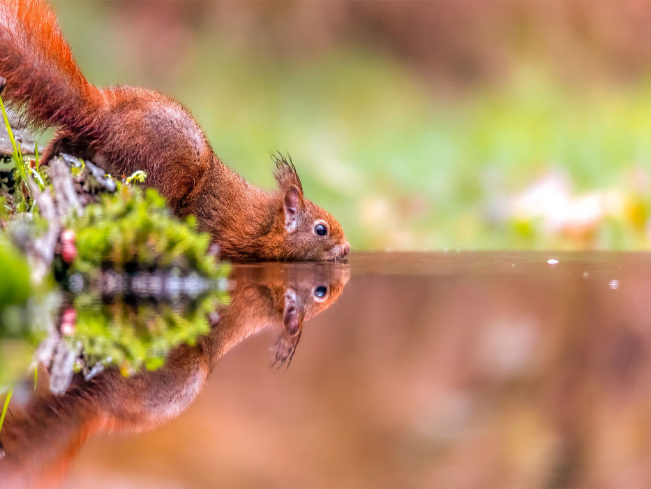 Spiegelndes Eichhörnchen - CALVENDO Foto-Puzzle'