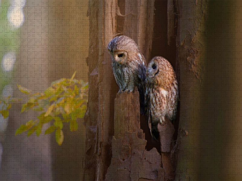 Eulenliebe - CALVENDO Foto-Puzzle'