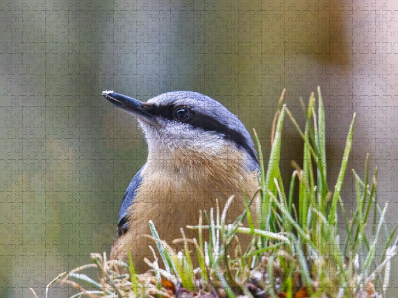 Aufmerksamer Kleiber - CALVENDO Foto-Puzzle'