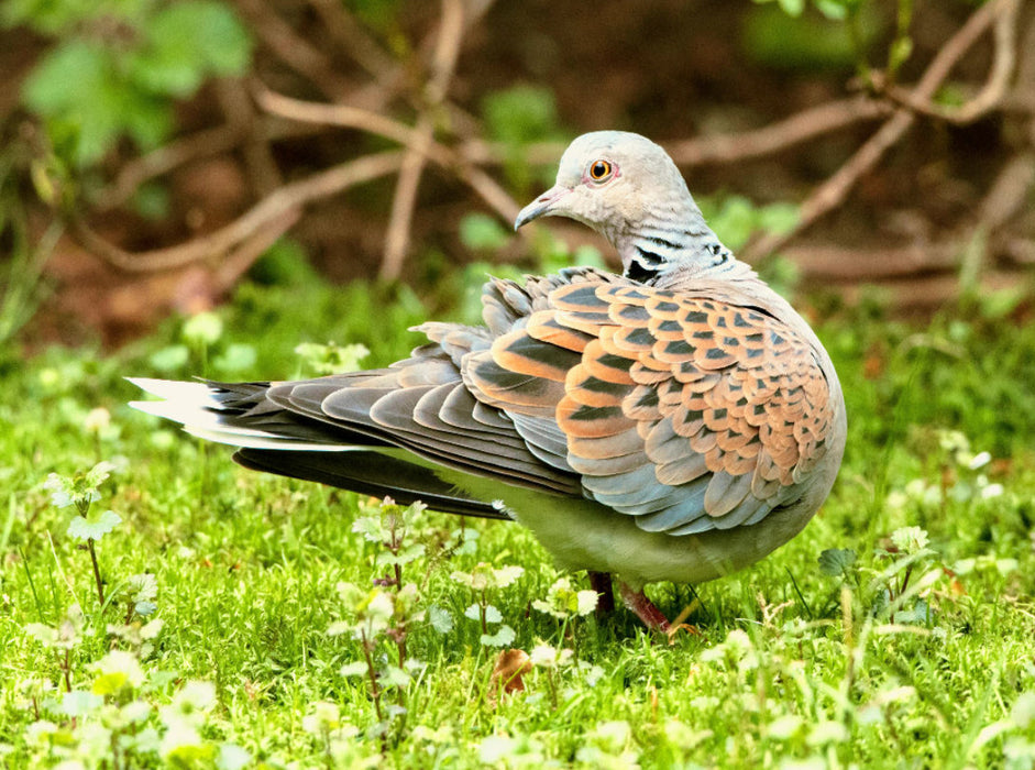 Tourterelle des bois - plumage magnifiquement dessiné - Puzzle photo CALVENDO' 