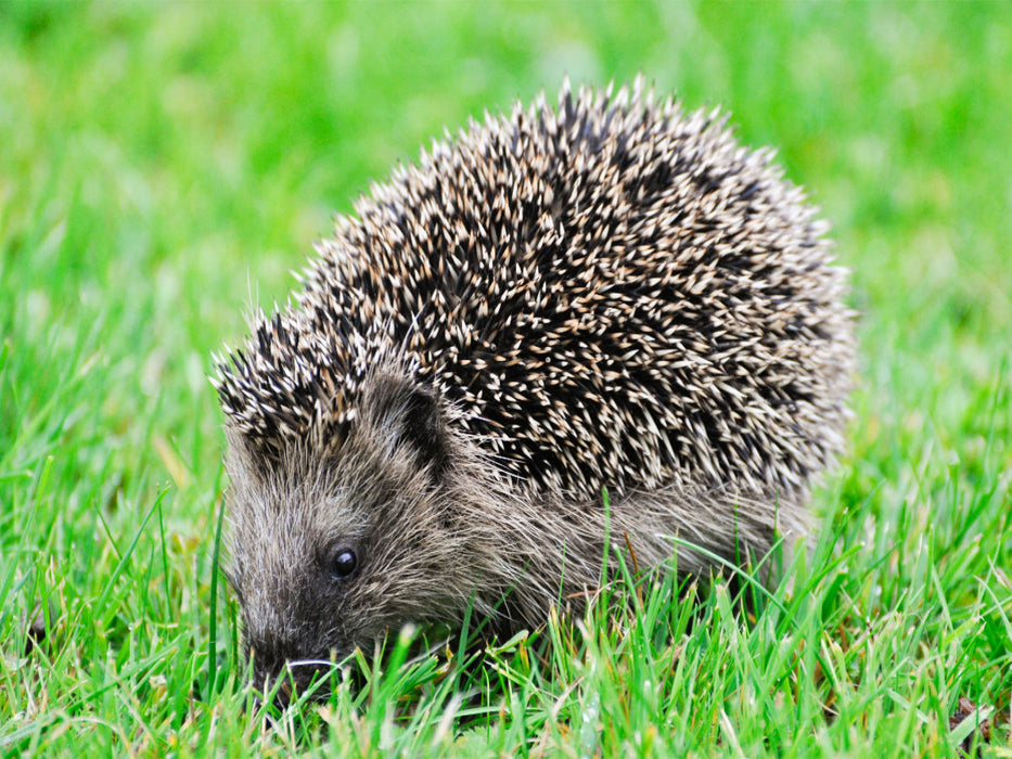 Niedlich kleiner Igel läuft durch das Gras - CALVENDO Foto-Puzzle'