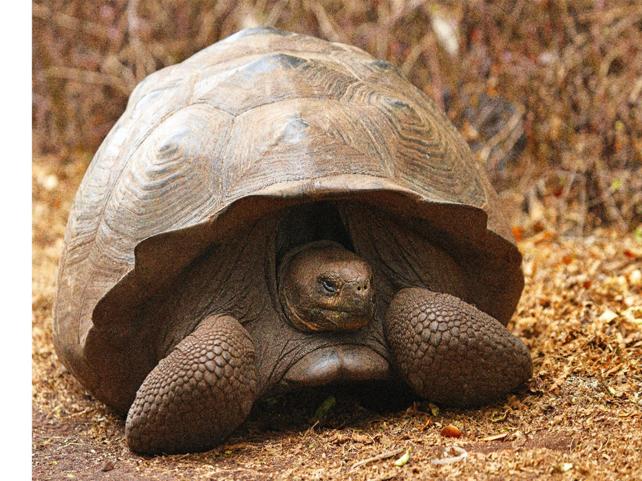 Galápagos-Riesenschildkröte - CALVENDO Foto-Puzzle'