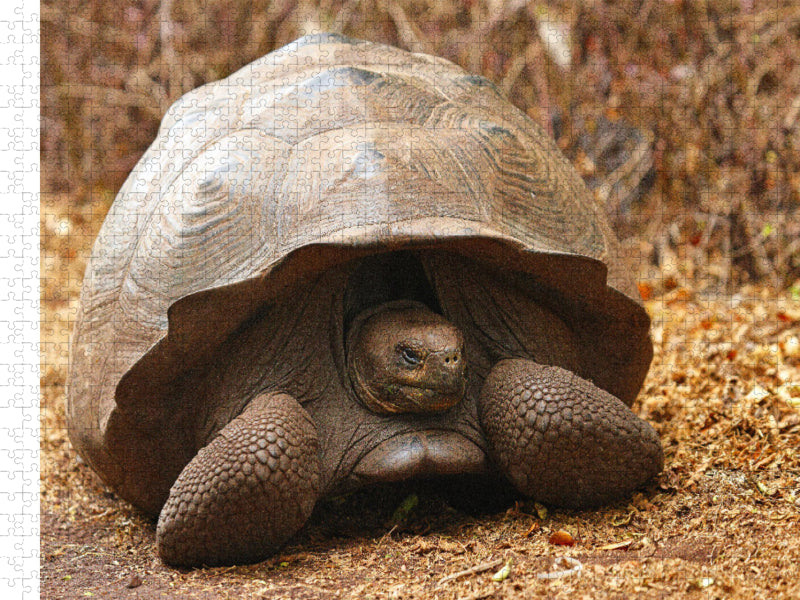 Tortue géante des Galápagos - Puzzle photo CALVENDO' 