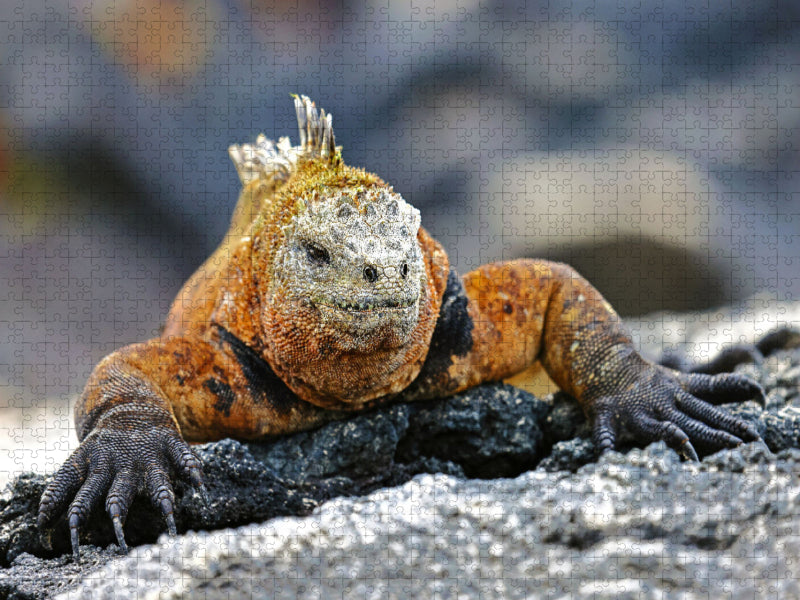 Galápagos-Meerechse - CALVENDO Foto-Puzzle'