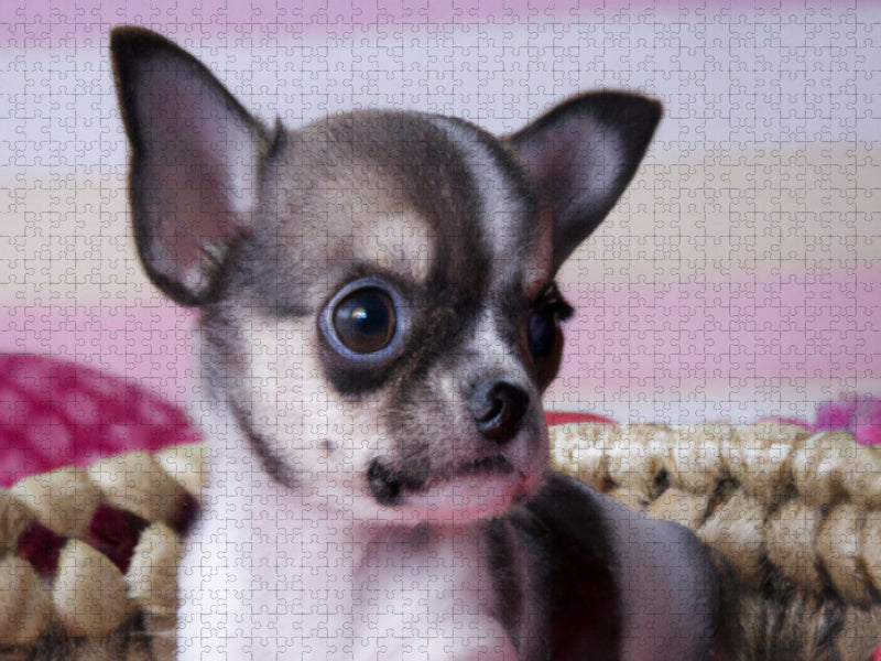 Chihuahua - CALVENDO Foto-Puzzle'