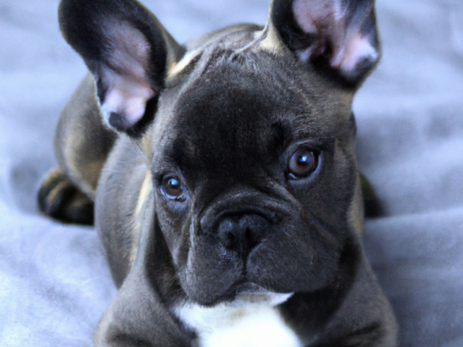 Französische Bulldogge - CALVENDO Foto-Puzzle'