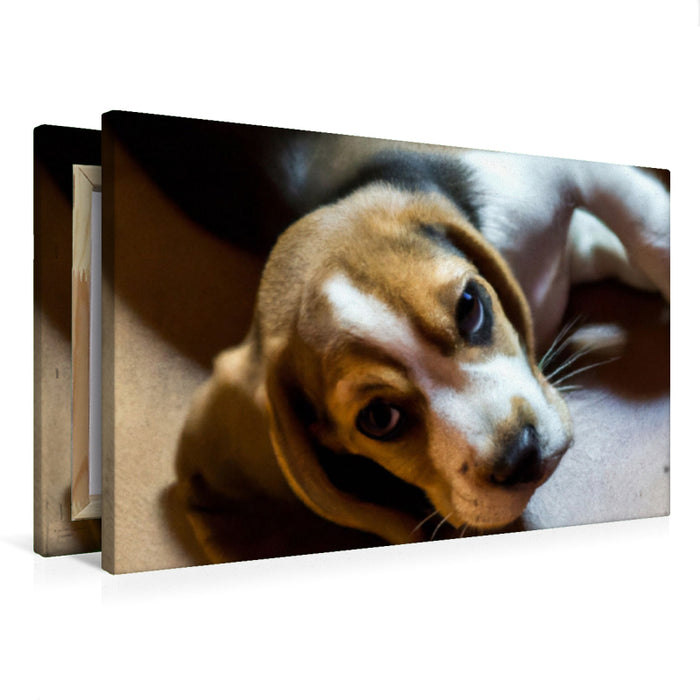 Premium Textil-Leinwand Ein Bild aus dem Puppy Portraits-Kalender