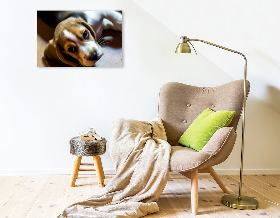 Premium Textil-Leinwand Ein Bild aus dem Puppy Portraits-Kalender