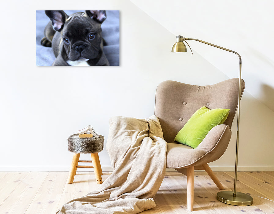 Premium Textil-Leinwand Französische Bulldogge