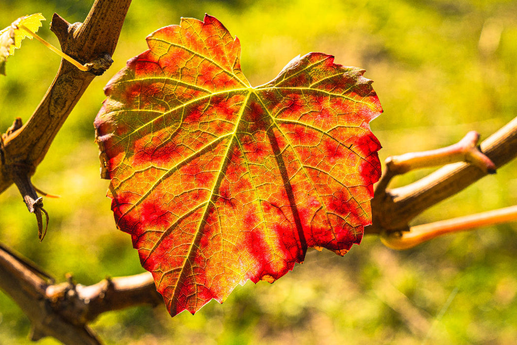 Premium Textil-Leinwand Herbstlich gefärbtes Weinblatt