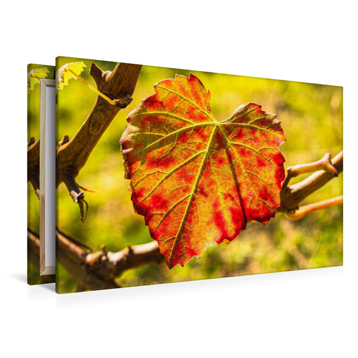 Premium Textil-Leinwand Herbstlich gefärbtes Weinblatt