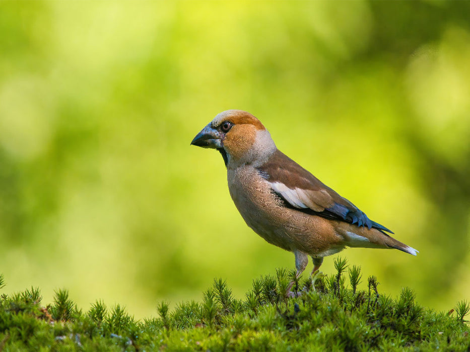 Das hübsche KERNBEISSER Männchen von seiner schönsten Seite - CALVENDO Foto-Puzzle'