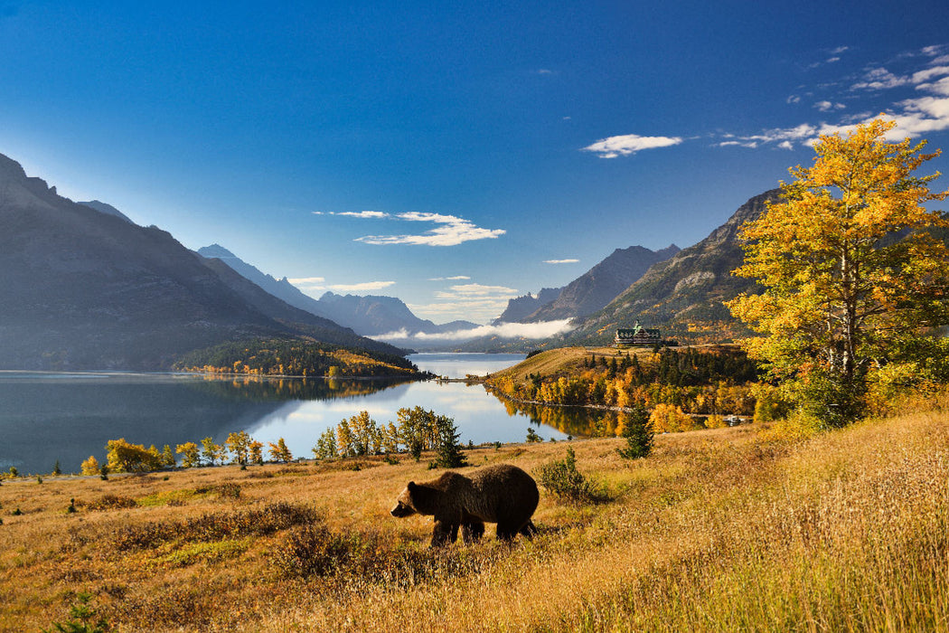 Premium Textil-Leinwand Der Waterton Lakes National Park, gelegen im Süden der Provinz Alberta, ist die Heimat einer großen Bärenpopulation.