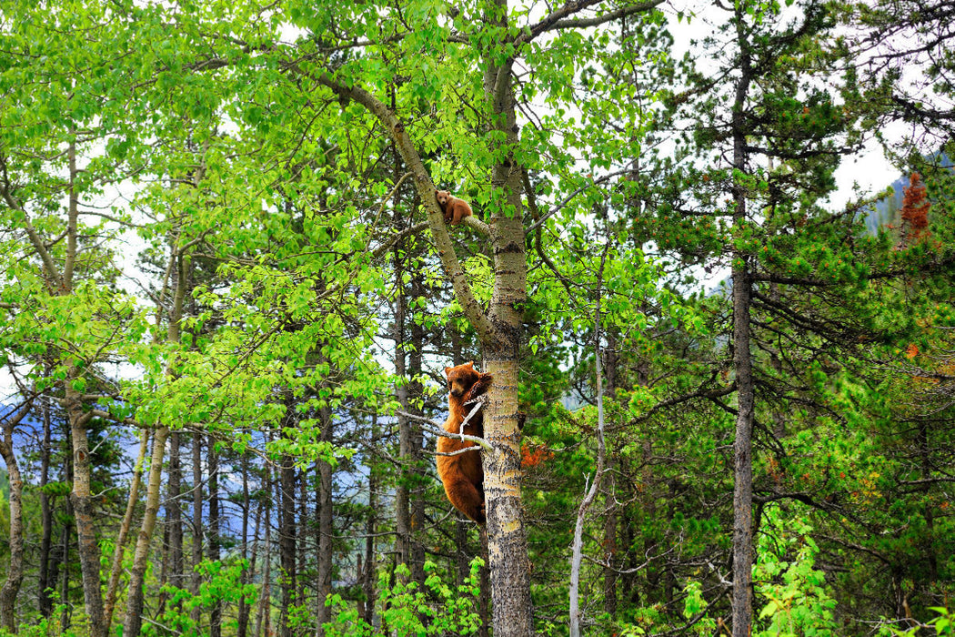 Premium Textil-Leinwand Bei Gefahr schickt ein "Cinnamon Bear" sein junges auf den Baum. Waterton Lakes National Park.