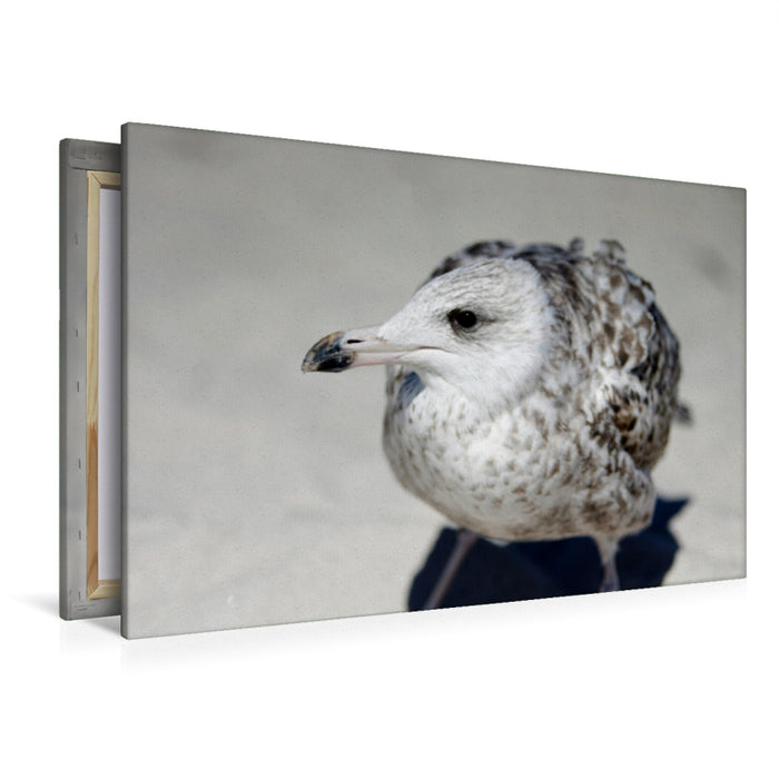 Premium textile canvas Premium textile canvas 120 cm x 80 cm landscape seagulls child 