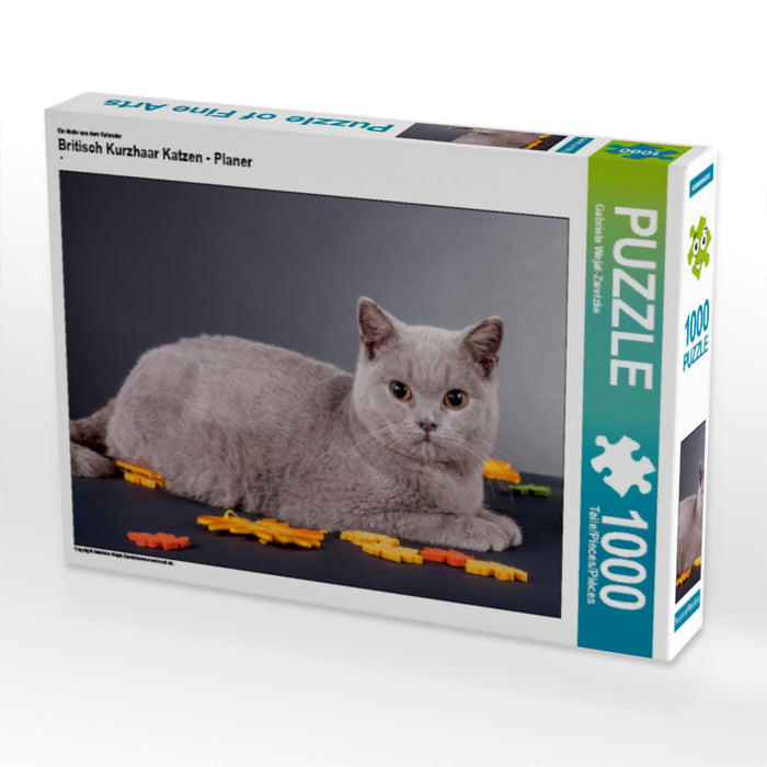 Britisch Kurzhaar Katzen - Planer - CALVENDO Foto-Puzzle - calvendoverlag 29.99