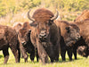 Bisons in Manitoba - CALVENDO Foto-Puzzle - calvendoverlag 29.99