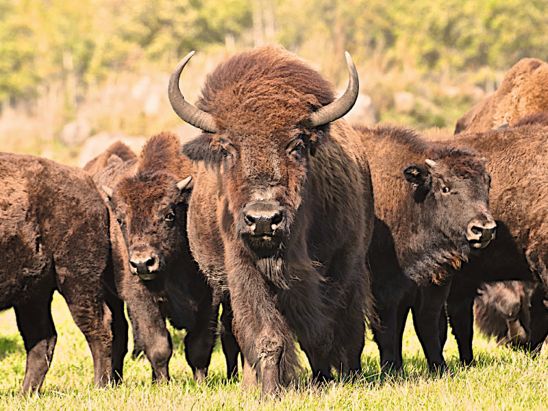 Bisons in Manitoba - CALVENDO Foto-Puzzle - calvendoverlag 29.99