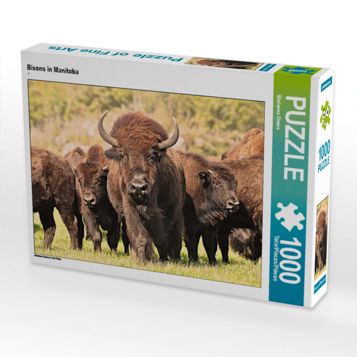 Bisons in Manitoba - CALVENDO Foto-Puzzle - calvendoverlag 29.99