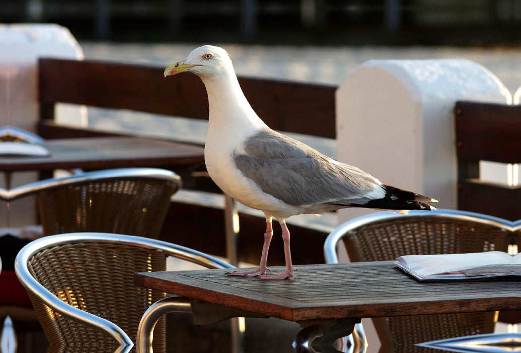 Premium textile canvas Premium textile canvas 120 cm x 80 cm landscape Sly seagull looking for food 