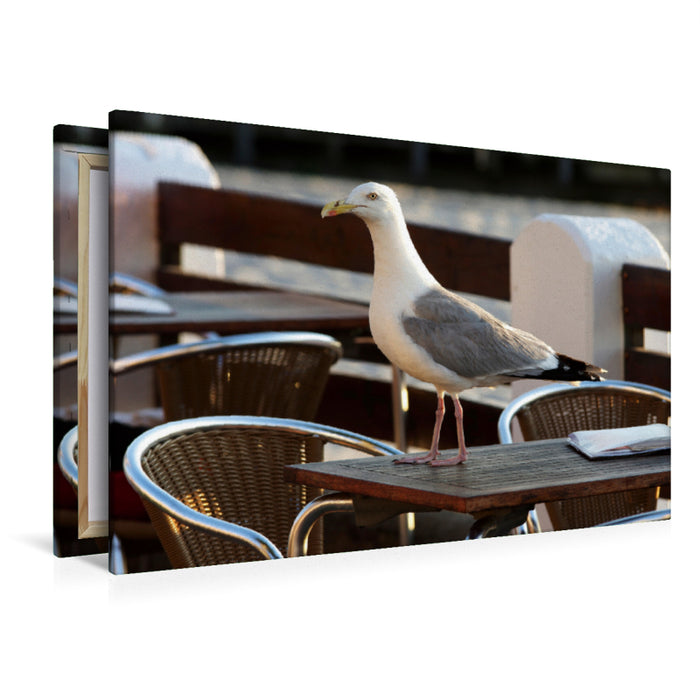 Premium textile canvas Premium textile canvas 120 cm x 80 cm landscape Sly seagull looking for food 