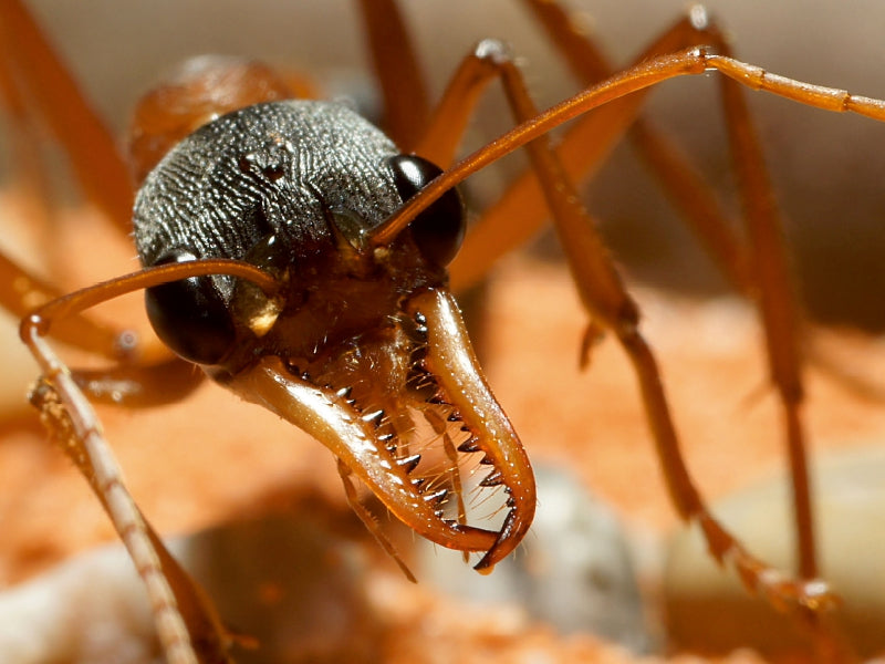 Exotische Ameisen - CALVENDO Foto-Puzzle - calvendoverlag 29.99