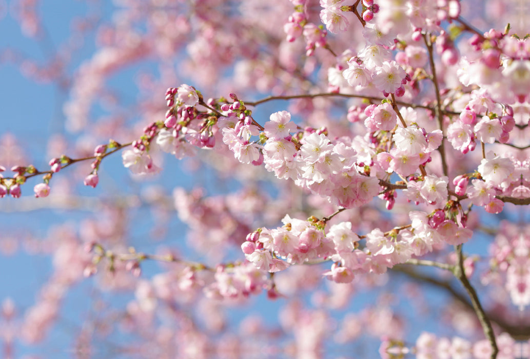Premium textile canvas Premium textile canvas 120 cm x 80 cm landscape almond blossom tree 