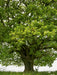 Mai: Das Maiengrün schmückt die Eiche, der Vorsommer naht. - CALVENDO Foto-Puzzle - calvendoverlag 79.99