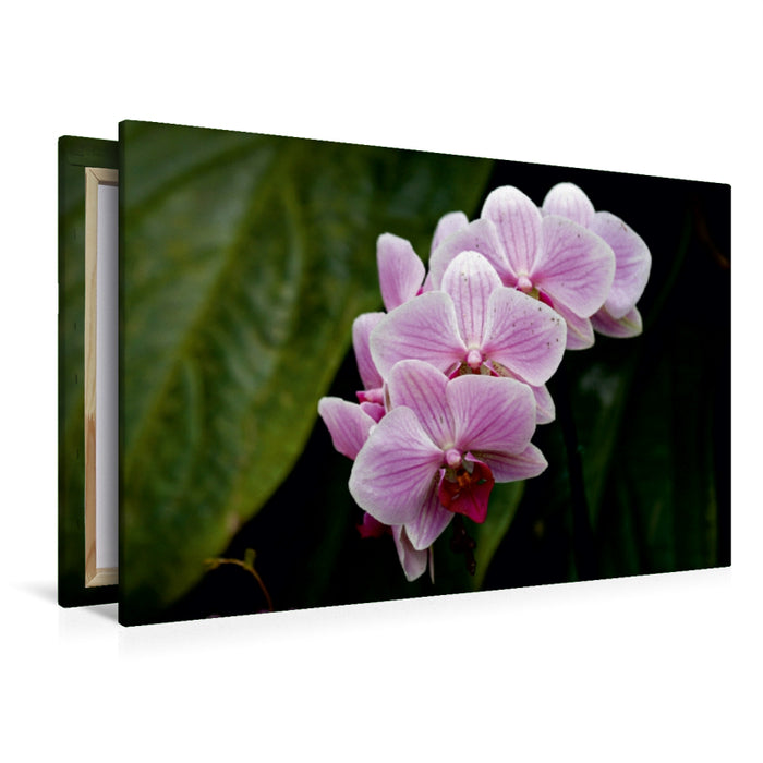 Toile textile premium Toile textile premium 120 cm x 80 cm paysage orchidées roses 
