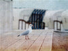 Möwe am Strand - CALVENDO Foto-Puzzle - calvendoverlag 29.99