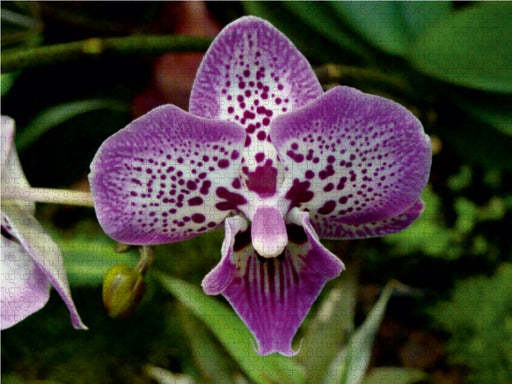Farbenreiche Orchideen - CALVENDO Foto-Puzzle - calvendoverlag 29.99