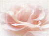 Die rosa Rose - CALVENDO Foto-Puzzle - calvendoverlag 29.99