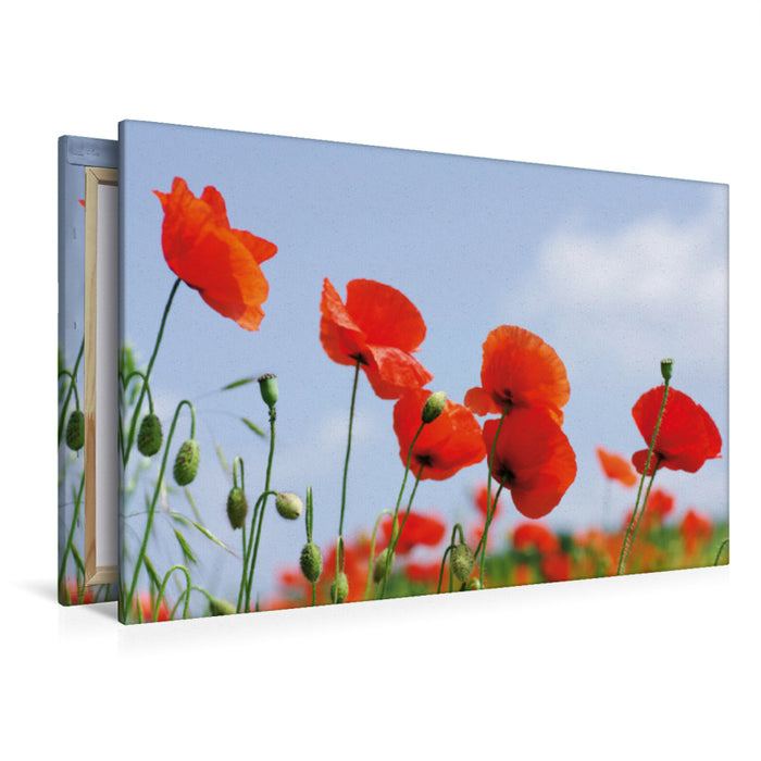 Premium Textil-Leinwand Premium Textil-Leinwand 120 cm x 80 cm quer Ein Motiv aus dem Kalender Poppies Träume