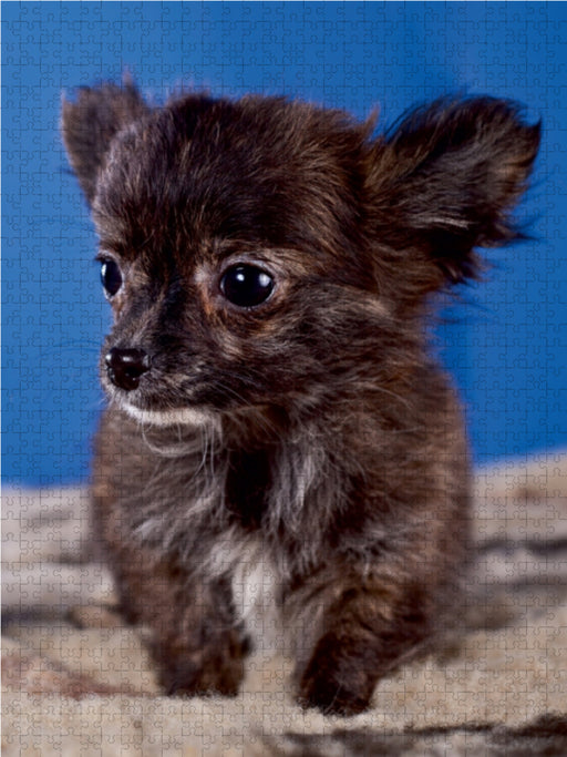 Chihuahua Welpen - CALVENDO Foto-Puzzle - calvendoverlag 29.99