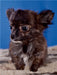 Chihuahua Welpen - CALVENDO Foto-Puzzle - calvendoverlag 29.99