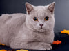 Britisch Kurzhaar Katzen - CALVENDO Foto-Puzzle - calvendoverlag 29.99