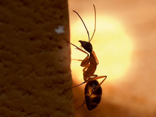 Camponotus nigriceps - CALVENDO Foto-Puzzle - calvendoverlag 29.99