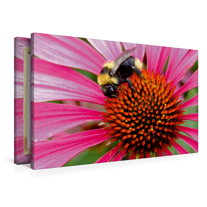 Premium Textil-Leinwand Premium Textil-Leinwand 90 cm x 60 cm quer Hummel auf Echinacea