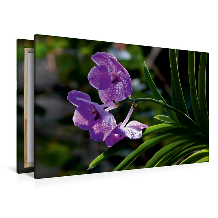 Toile textile premium Toile textile premium 120 cm x 80 cm paysage orchidée en contre-jour 