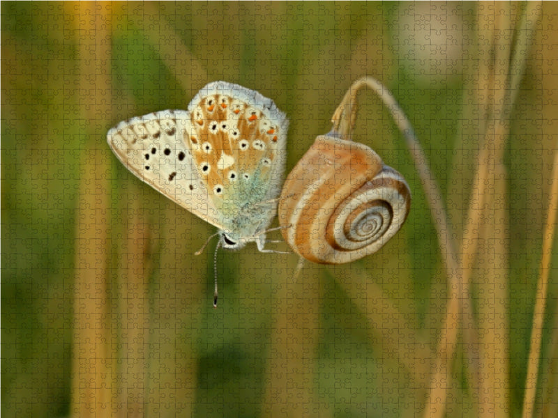 Westliche Heideschnecke (Helicella itala) mit Silbergrünem Bläuling (Polyommatus coridon) - CALVENDO Foto-Puzzle - calvendoverlag 29.99