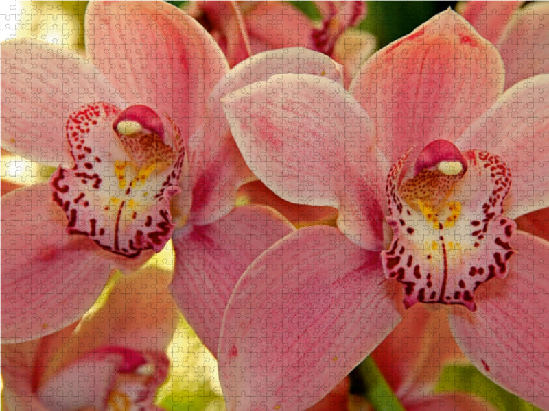 Orchideen - CALVENDO Foto-Puzzle - calvendoverlag 29.99