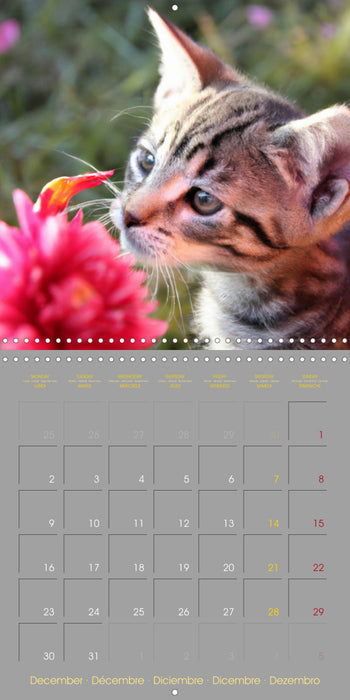 La vie de chatons (CALVENDO Calendrier mensuel 2024)