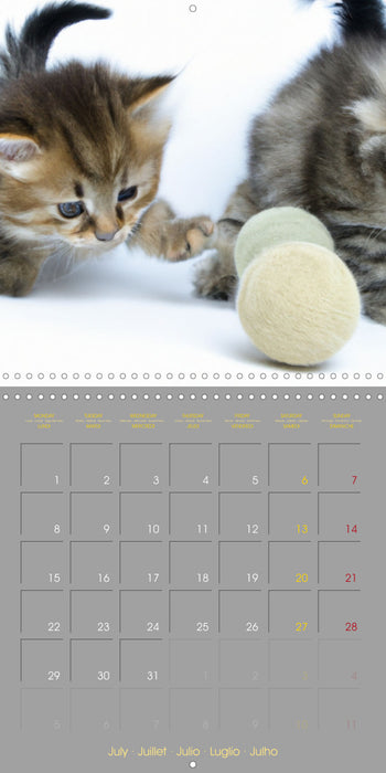 La vie de chatons (CALVENDO Calendrier mensuel 2024)