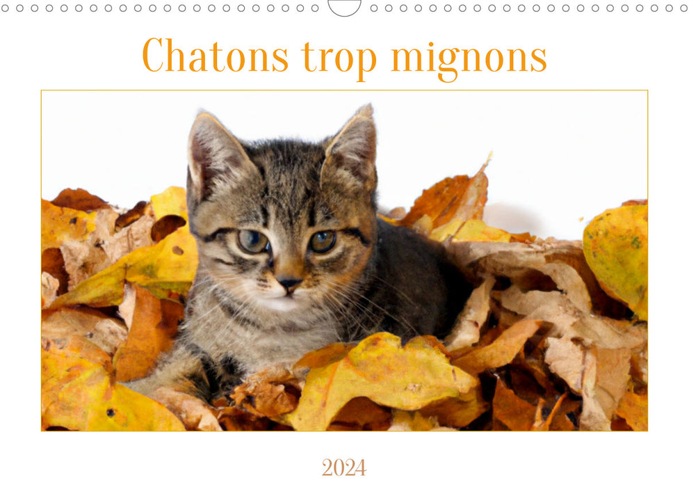 Chatons trop mignons (CALVENDO Calendrier mensuel 2024)