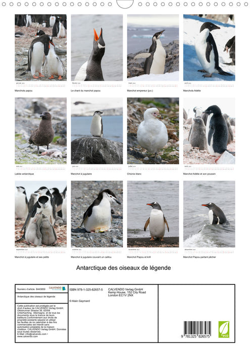 Antarctique des oiseaux de légende (CALVENDO Calendrier mensuel 2024)