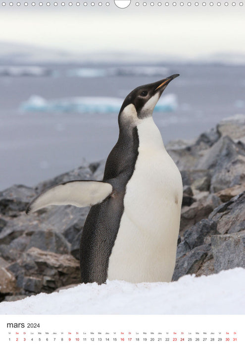 Antarctique des oiseaux de légende (CALVENDO Calendrier mensuel 2024)