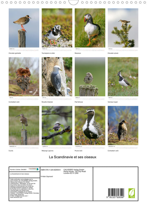 La Scandinavie et ses oiseaux (CALVENDO Calendrier mensuel 2024)