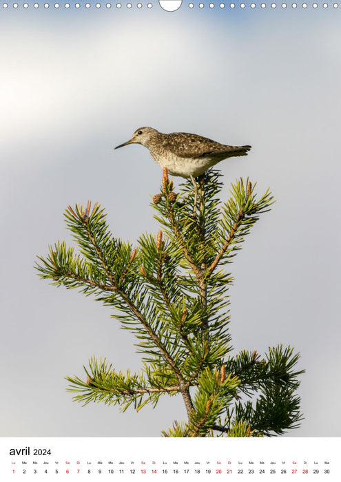 La Scandinavie et ses oiseaux (CALVENDO Calendrier mensuel 2024)