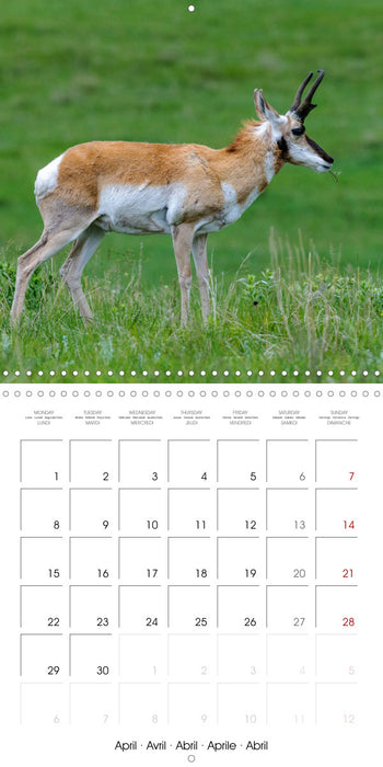 WILDLIFE of the GREAT PLAINS (CALVENDO Monthly Calendar 2024)