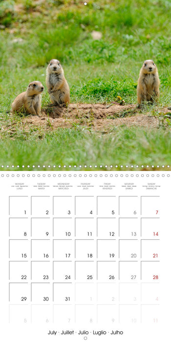 WILDLIFE of the GREAT PLAINS (CALVENDO Monthly Calendar 2024)